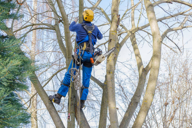 Best Arborist Consultation Services  in Ronan, MT