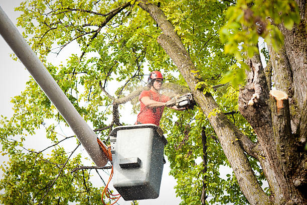 How Our Tree Care Process Works  in  Ronan, MT